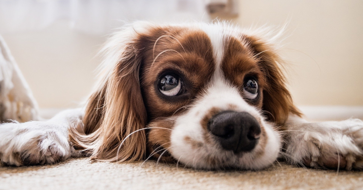 Comment choisir un mélange pour son animal ?