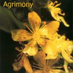 Fleurs de Bach : Agrimony