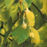 Fleurs de Bach : Beech