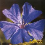 Fleurs de Bach : Cerato