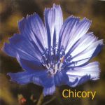 Fleurs de Bach : Chicory