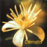 Fleurs de Bach : Clematis