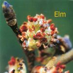Fleurs de Bach : Elm