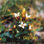 Fleurs de Bach : Gentian