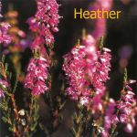 Fleurs de Bach : Heather