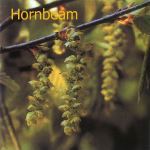 Fleurs de Bach : Hornbeam