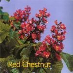 Fleurs de Bach : Red chestnut