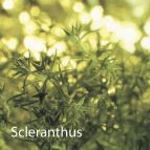 Fleurs de Bach : Scleranthus