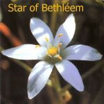 Fleurs de Bach : Star of bethlehem