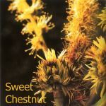 Fleurs de Bach : Sweet chestnut