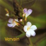 Fleurs de Bach : Vervain