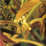 Fleurs de Bach : Walnut