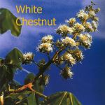 Fleurs de Bach : White chestnut