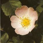 Fleurs de Bach : Wild rose